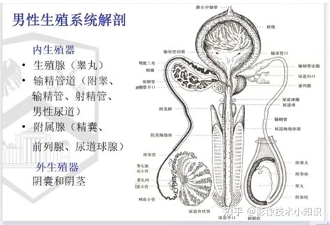 男人生殖|小知识:男性生殖系统概述